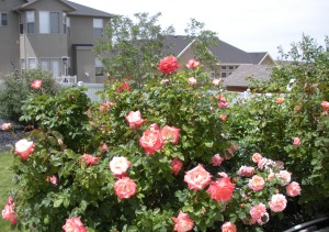 The rose garden outside my office in Herriman 